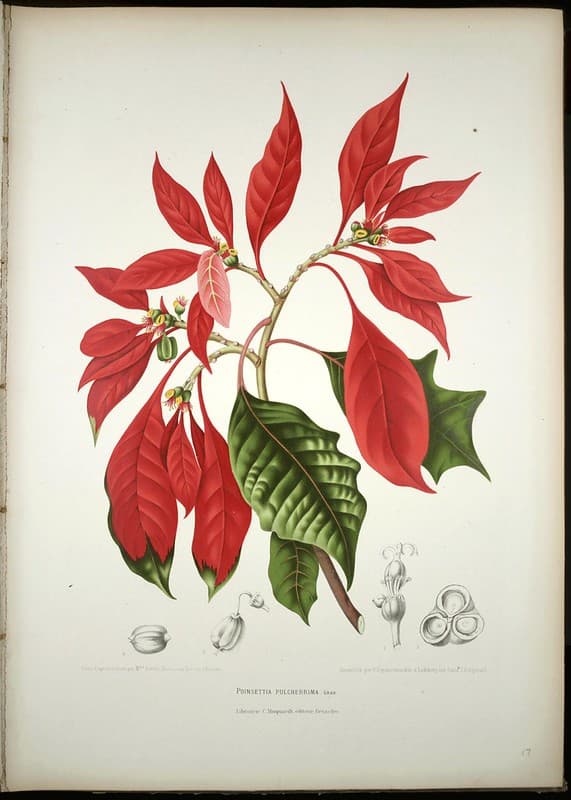 Thcentury, botanical, botany
