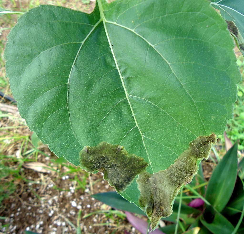 Blotch miner injury to sunflower leaf