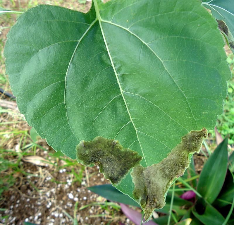 Blotch miner injury to sunflower leaf