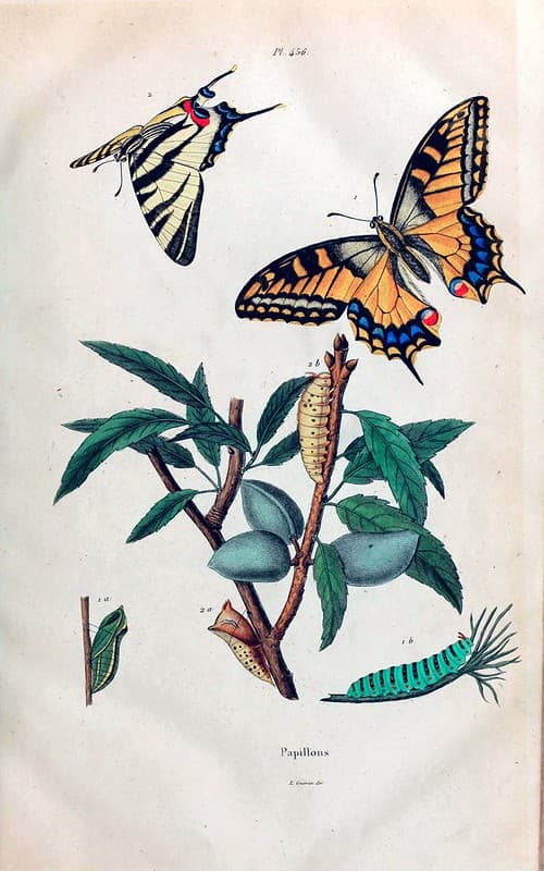 Botanical, botany, butterflies