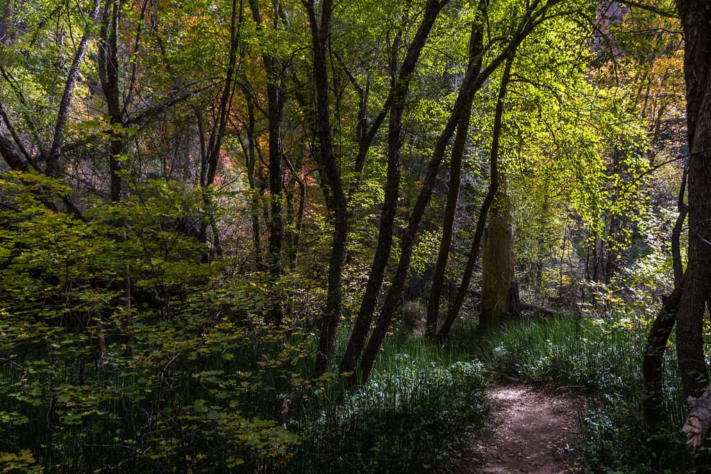 West Fork of Oak Creek Canyon No. 108