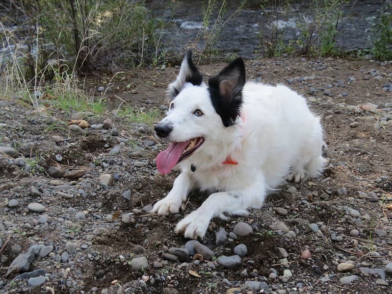 Happy Dog Max