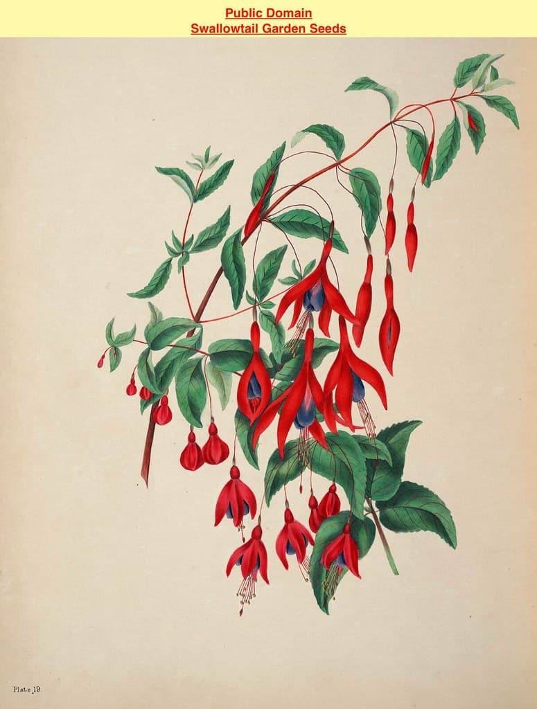 Thcentury, botanical, botany