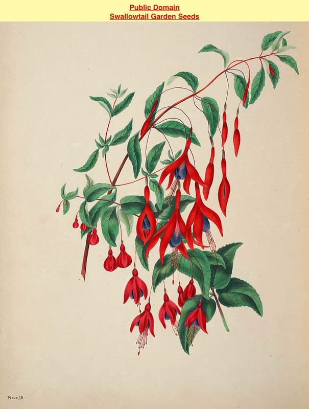 Thcentury, botanical, botany