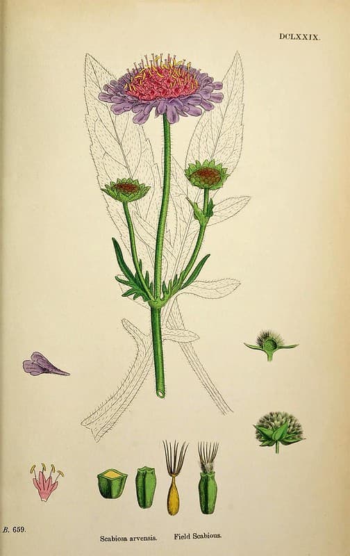 Arvensis, botanical, botany