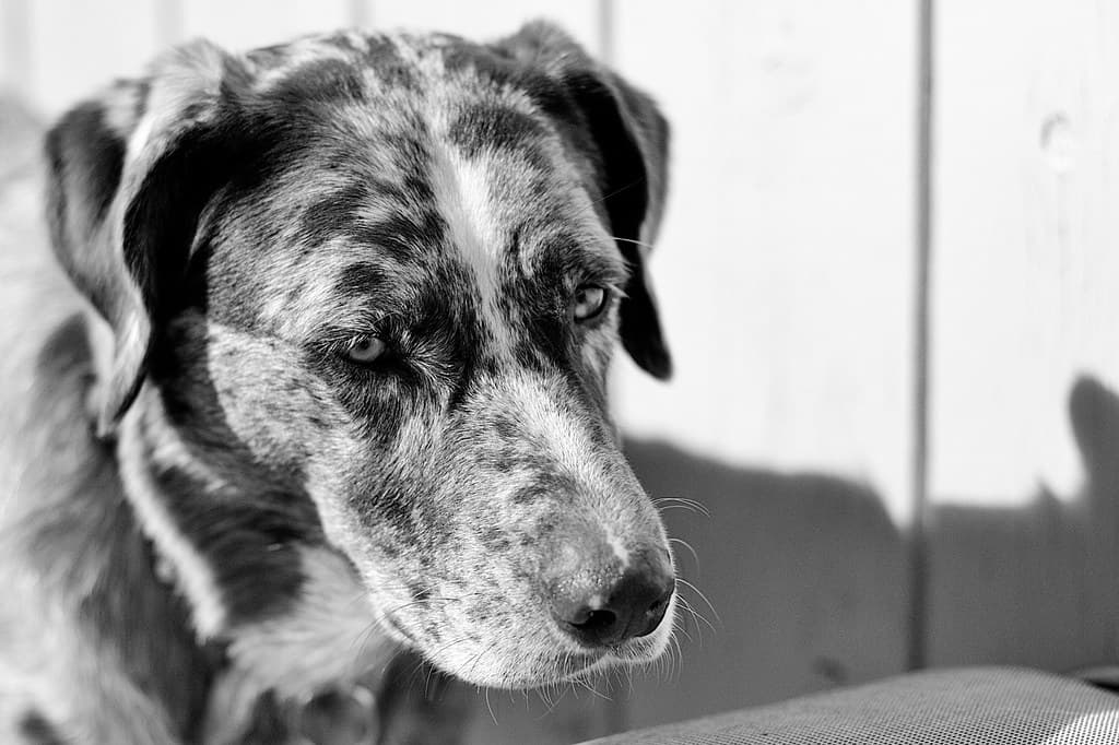 Dogs Have That 1000 Yard Stare Too