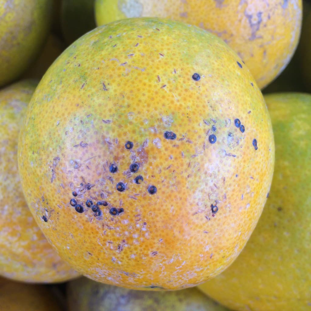 Scale insects on sweet orange fruit