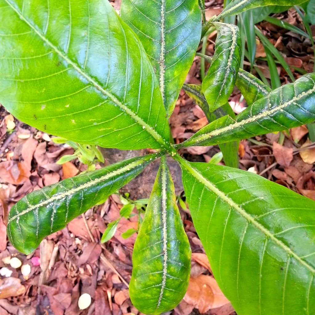 Scale insects