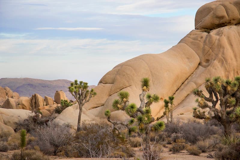 Joshua trees and boulders at Jumbo Rocks campground