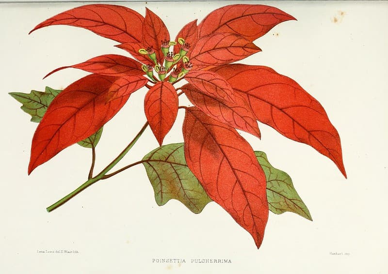 Thcentury, botanical, botany