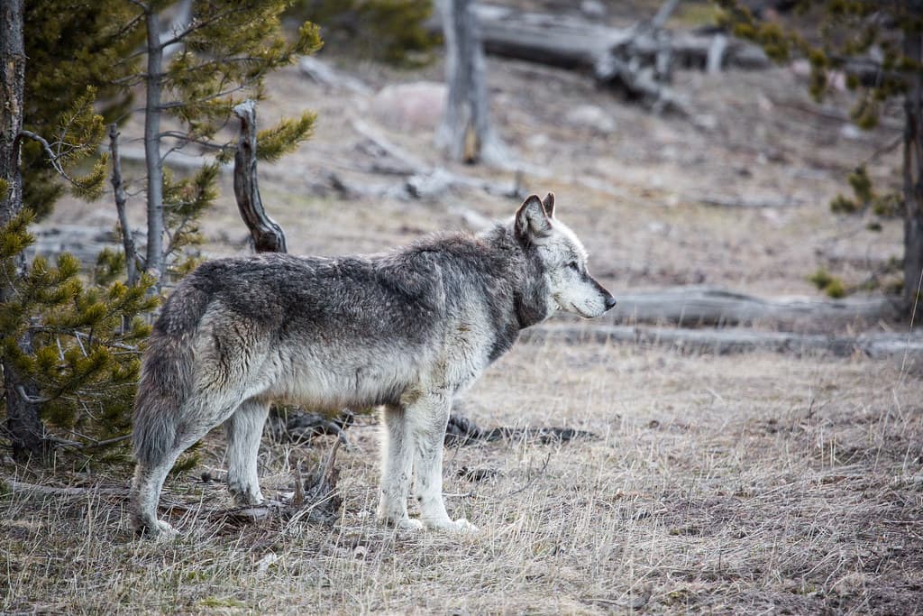 Alpha male, Canyon Pack
