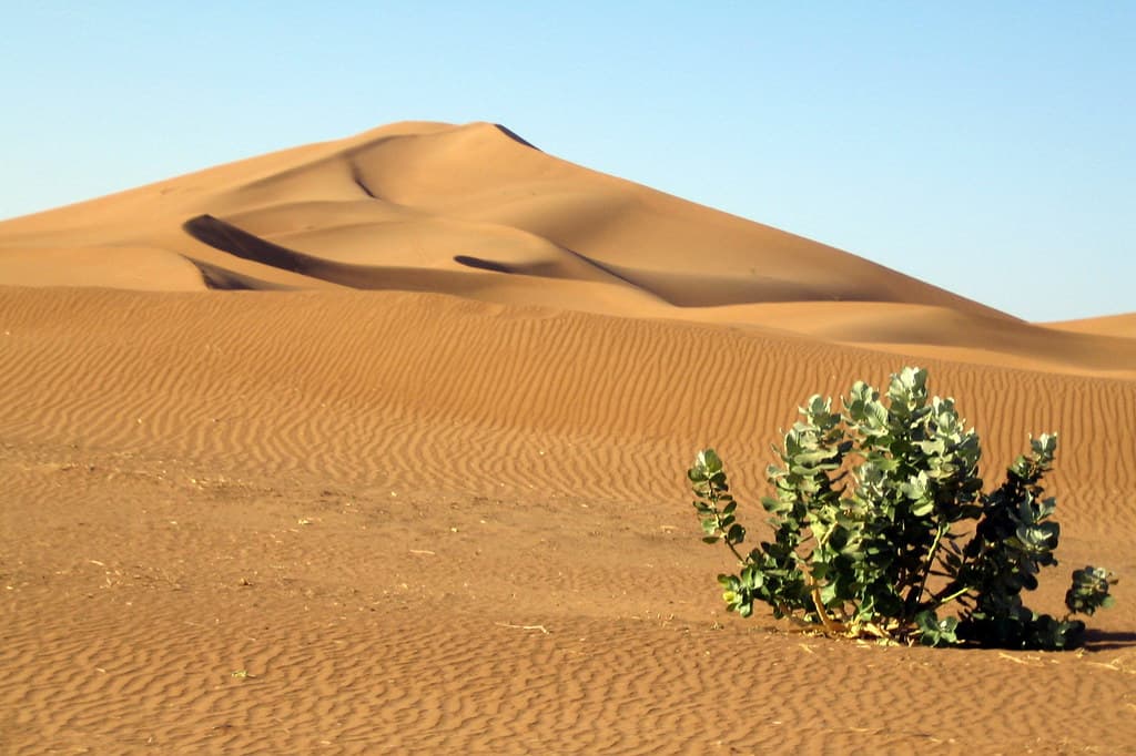 Lonely plant in the desert
