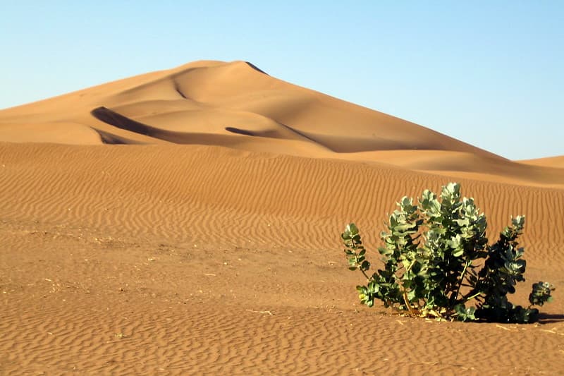 Lonely plant in the desert