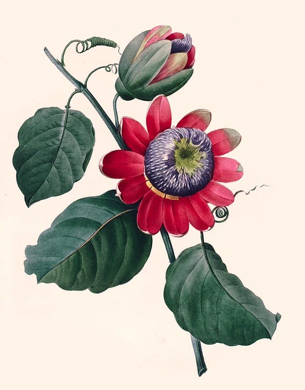 Botanical, botany, climbing
