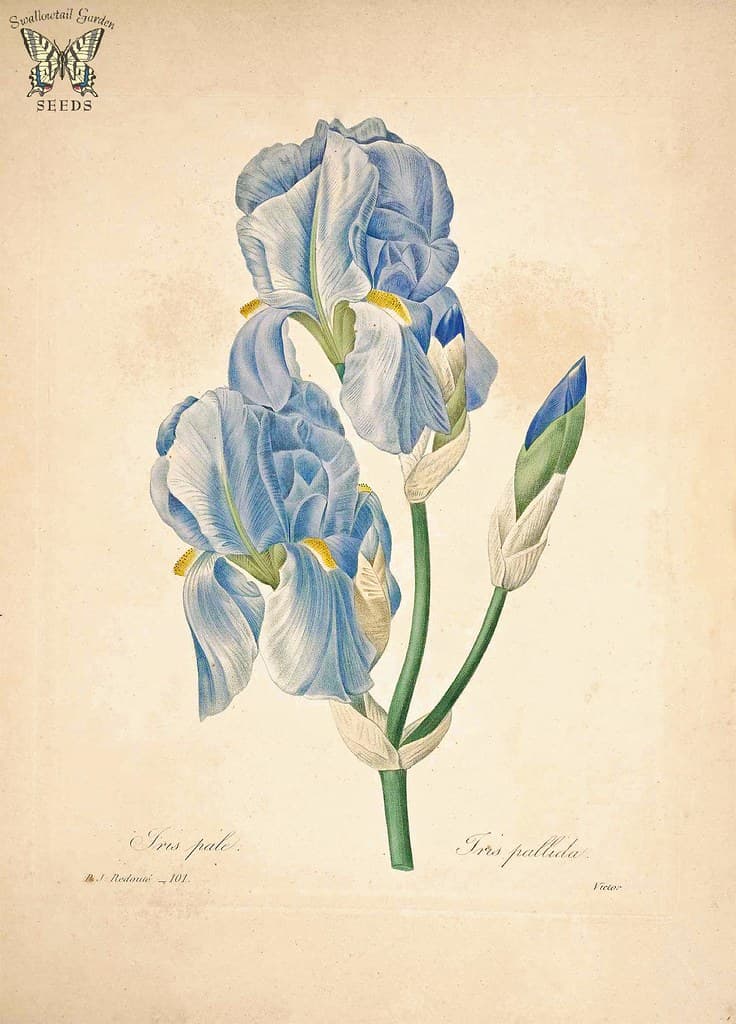Botanical, botany, botanyillustration