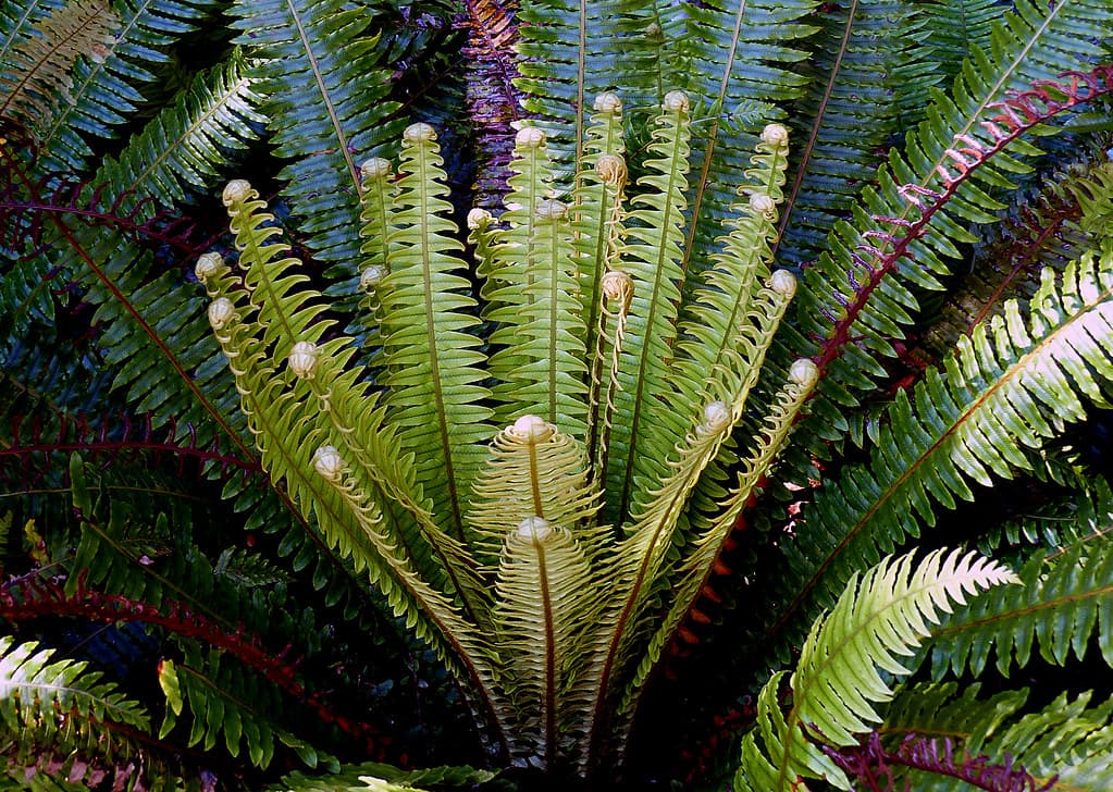 Crown Fern. (Blechum discolor)