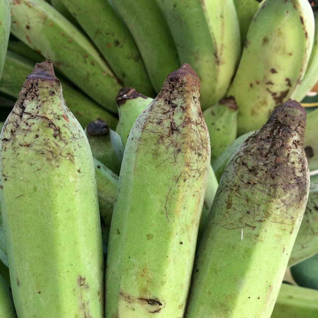 Rat claws scratching injury to banana fruit peels