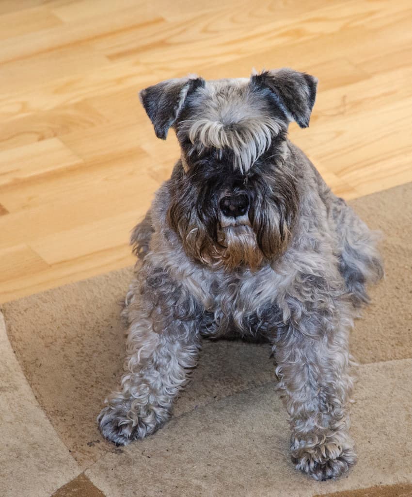 American schnauzer Rossa my dog