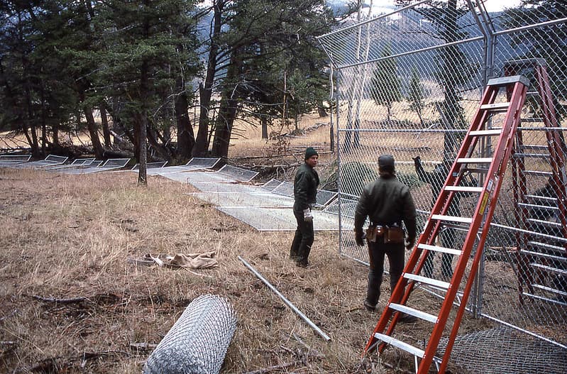 Building Crystal Bench wolf enclosure