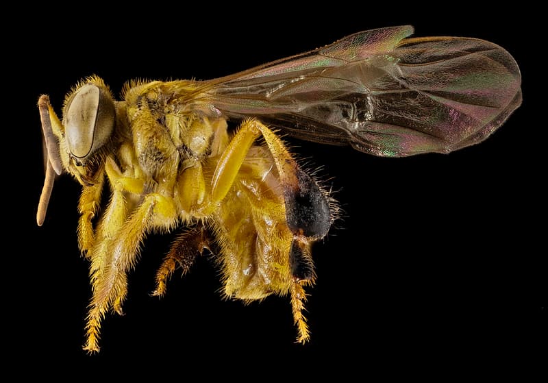 Stingless bee 1, f, side, peru 2014-07-30-12.46.57 ZS PMax