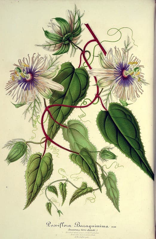 Botanical, botany, carniverous
