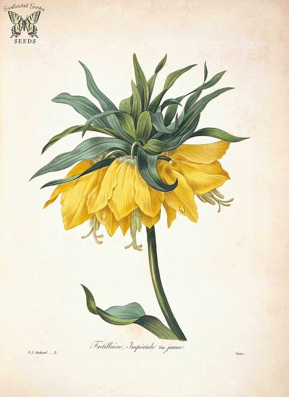 Botanical, botany, botanyillustration