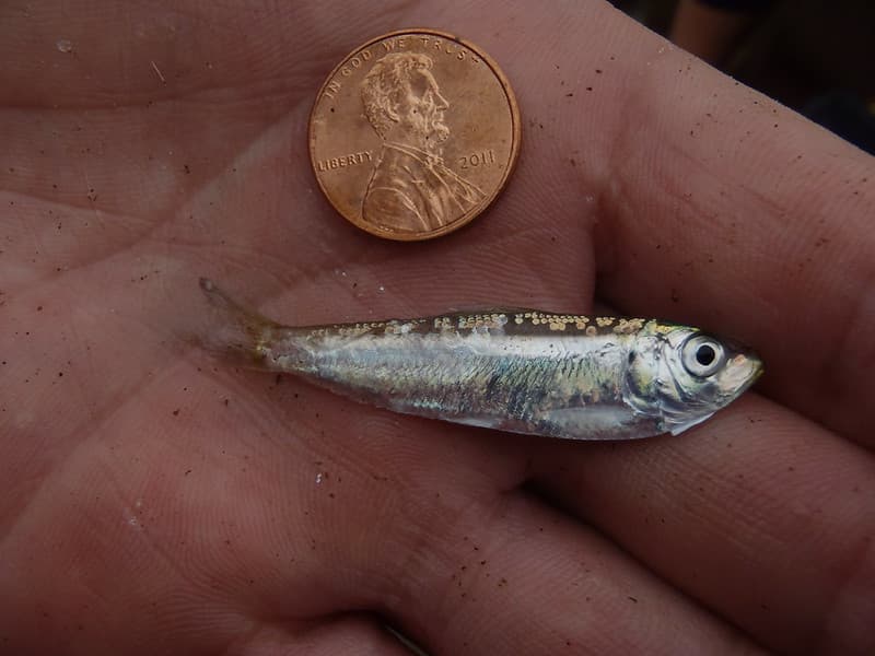 Alewife young of the year - fall monitoring
