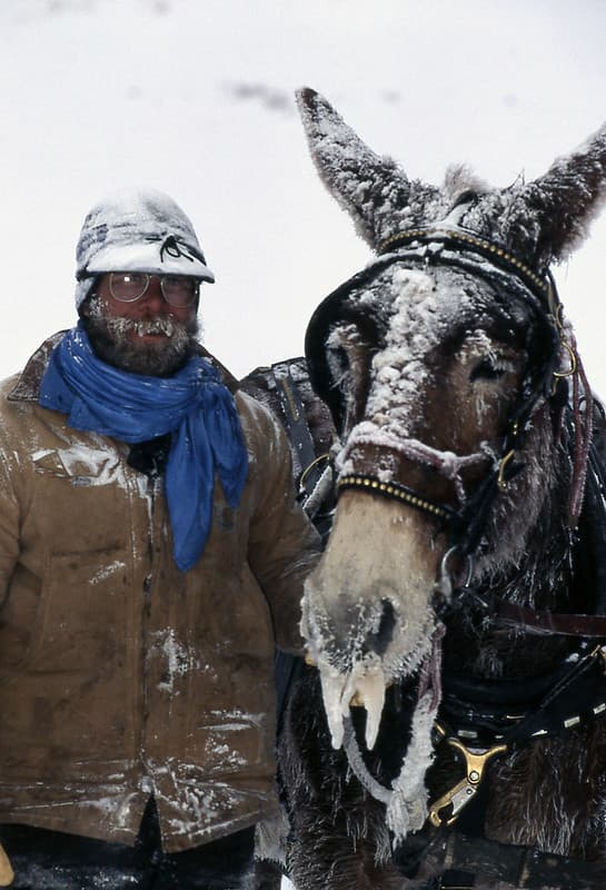 Adult, cavalry, mammal