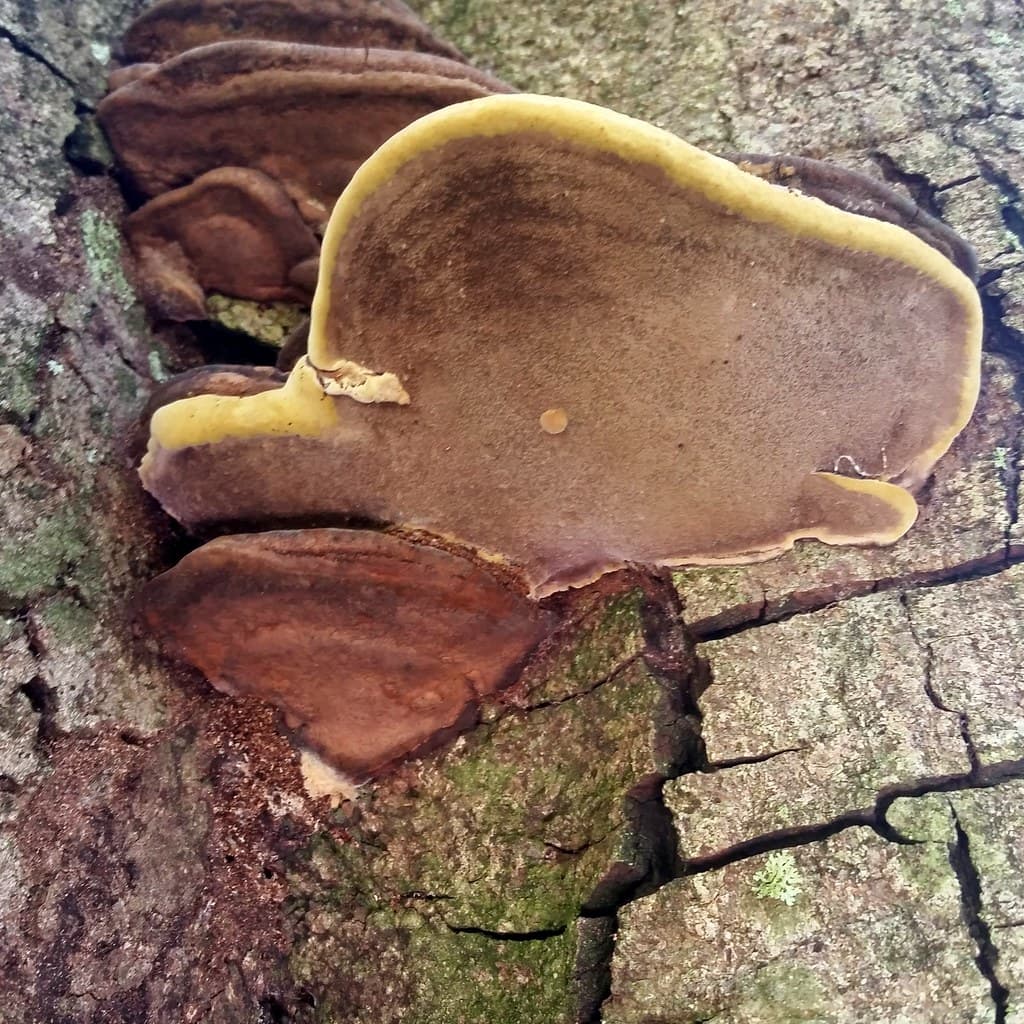Shelf fungus on a tree stem