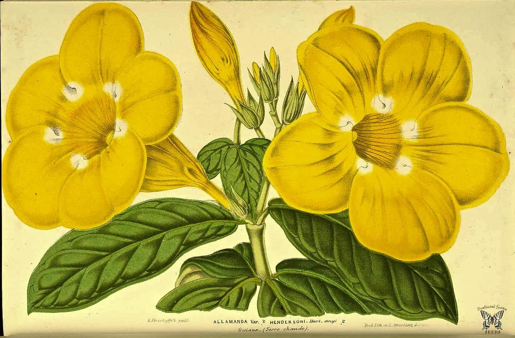 Thcentury, botanical, botany