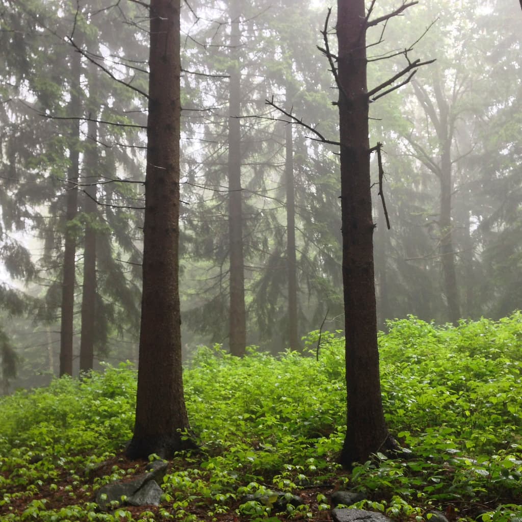 Forest in mist