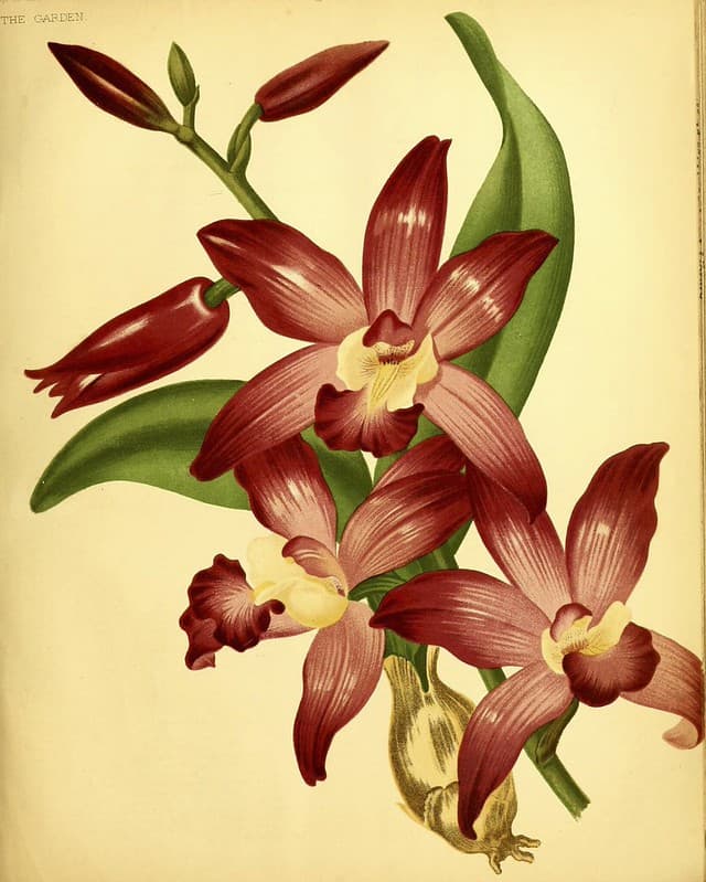 Botanical, botany, flowerillustration