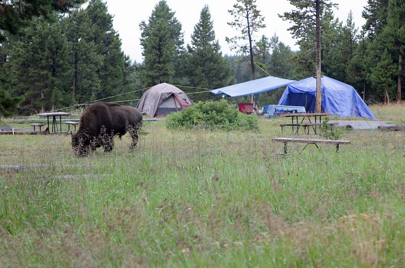 Bridge Bay Campground site