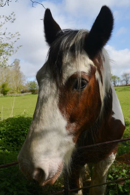Inquisitive Horse, Harrietsham, Kent