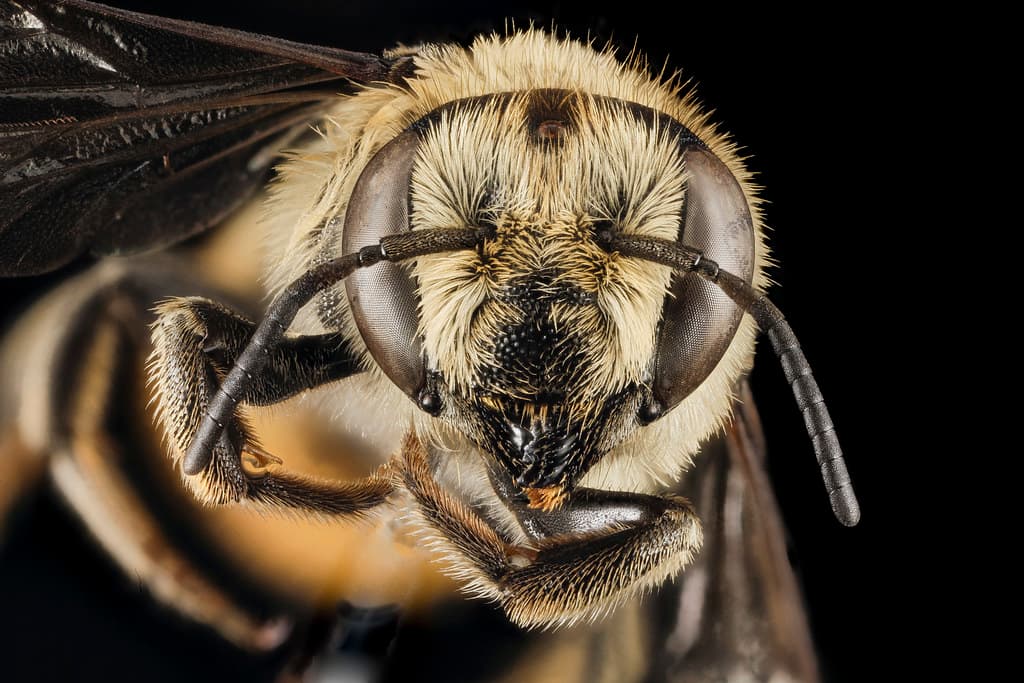 Aegean, bee, bees