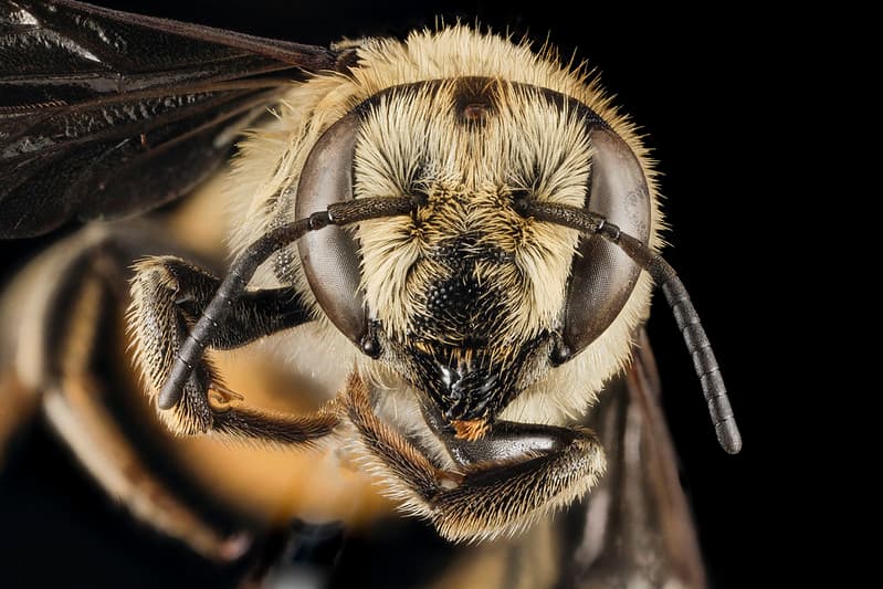 Aegean, bee, bees