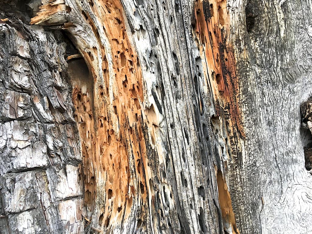 Three Textures / One Tree