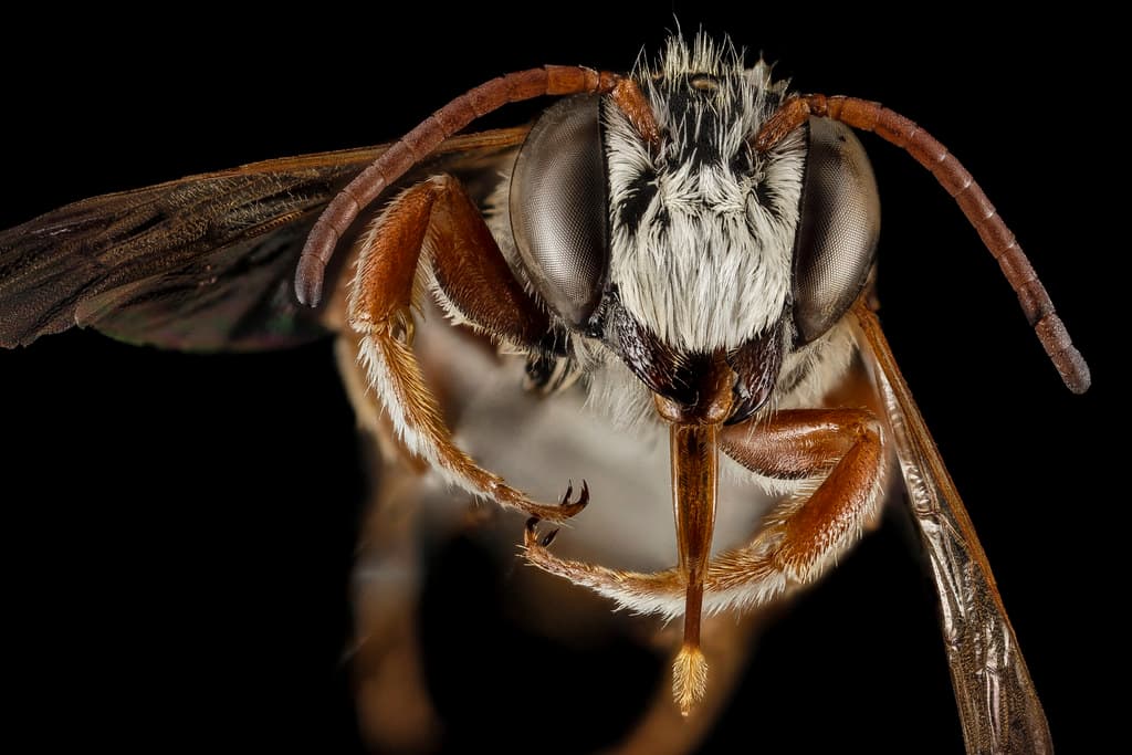 Bee, bees, biml