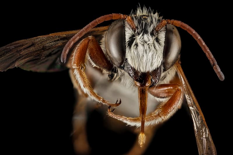 Bee, bees, biml