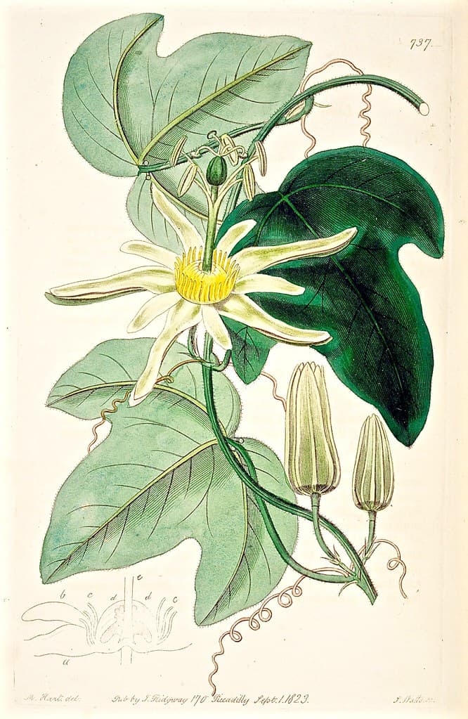 Native Passion Fruit (1823)
