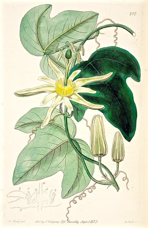 Native Passion Fruit (1823)