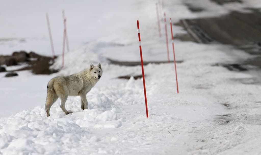 Alpha female of the Canyon pack