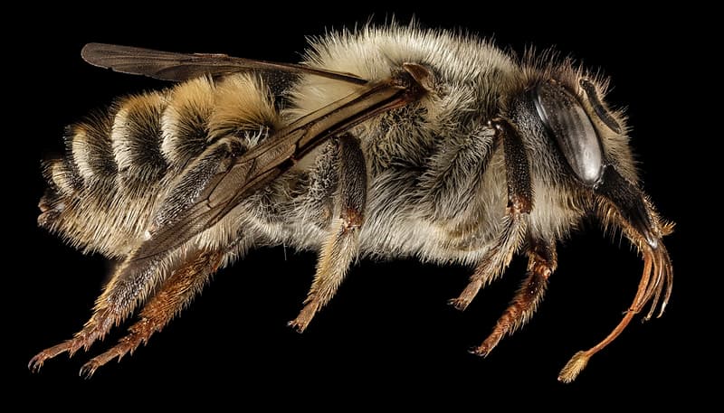 Abdomen, aculeata, aegeanislands