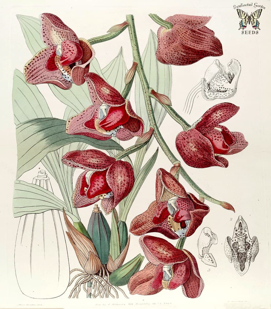 Thcentury, botanical, botany