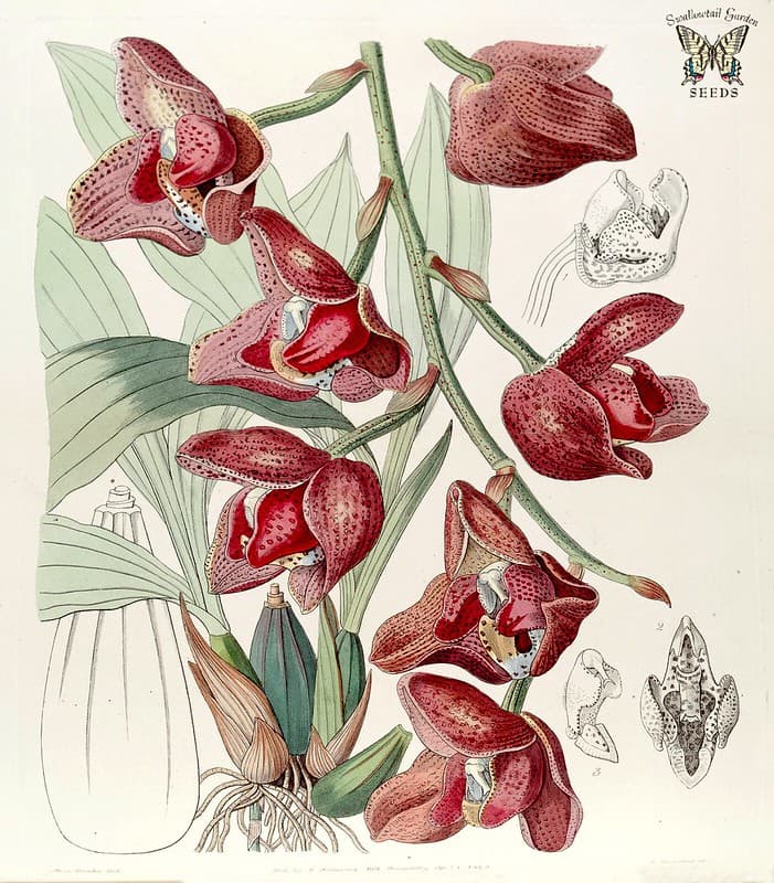 Thcentury, botanical, botany