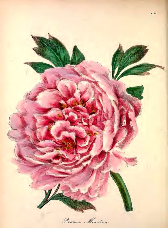 Tree Peony, Moutan (1838)
