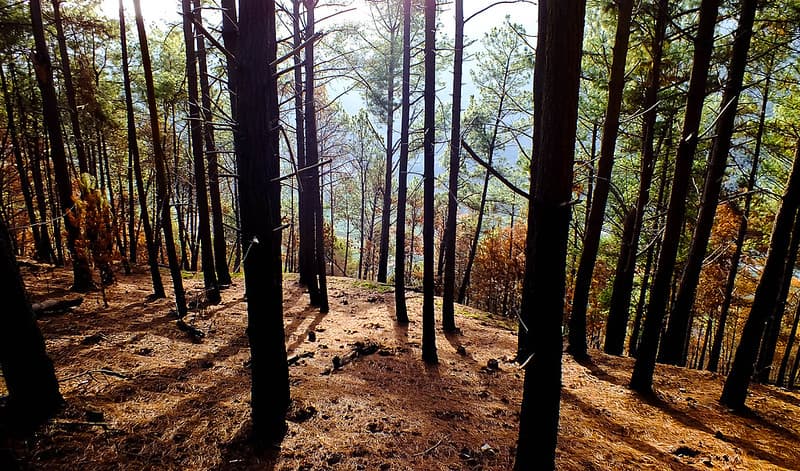 Pine Forest