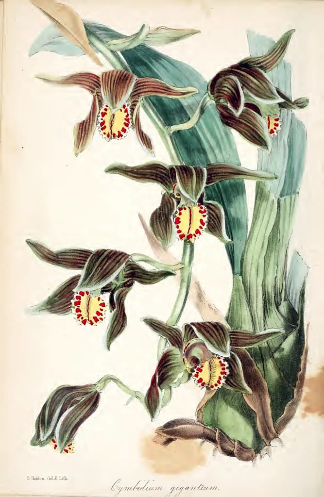 Thcentury, botanical, botany