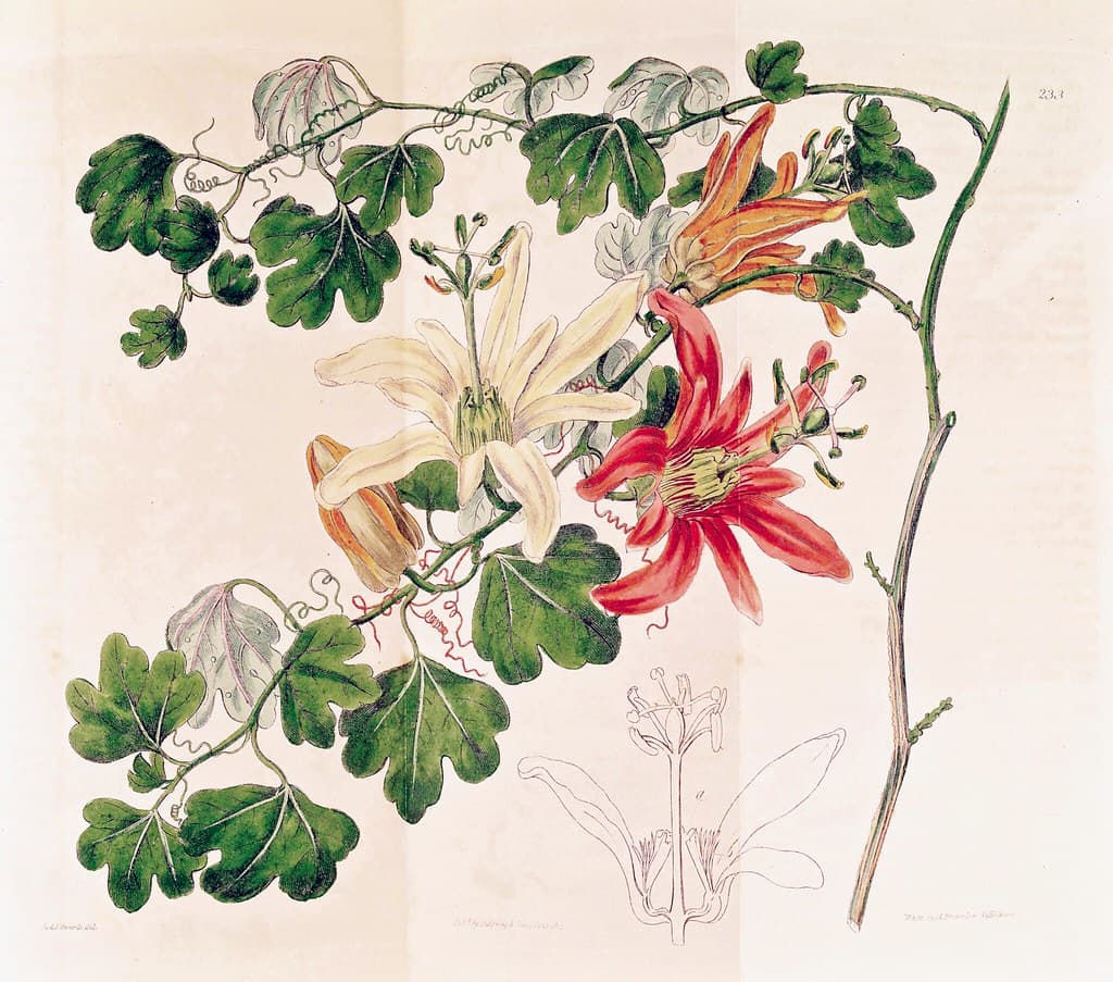 Thcentury, botanical, botany