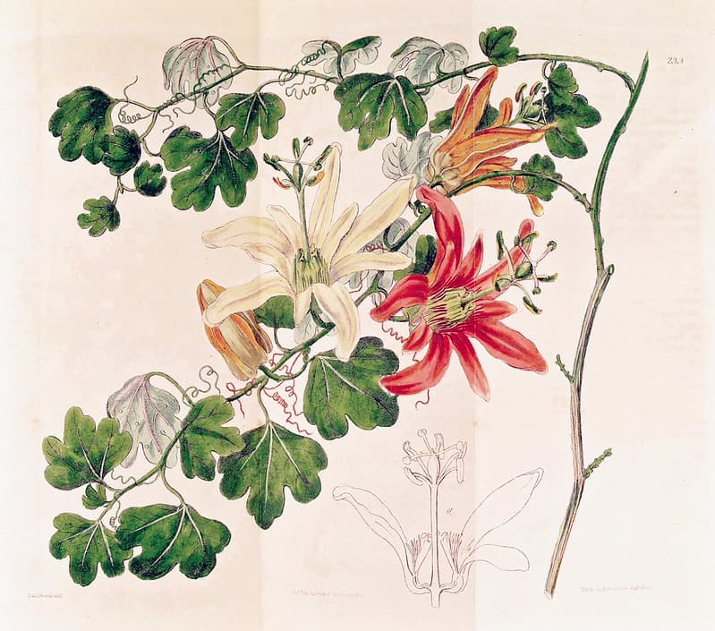 Thcentury, botanical, botany